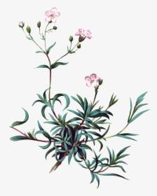 Pintado A Mano De Vivid Flor Planta Flores Png Transparente - Baby Breath Flower Clip Art Png, Png Download, Transparent PNG