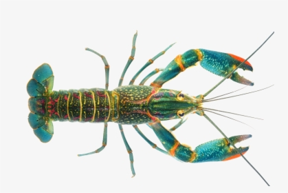 Lobster Crayfish As Food - Australian Red Claw Crayfish, HD Png Download, Transparent PNG