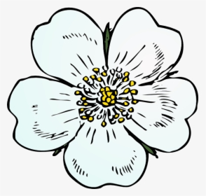 How To Set Use White Rose Icon Png - Apple Blossom Flower Drawings, Transparent Png, Transparent PNG