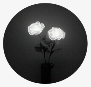 Tumblr Aesthetic Black Roses Rose - Aesthetic Black Flowers, HD Png Download, Transparent PNG
