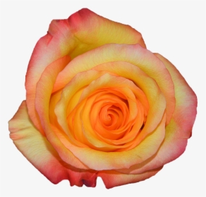Rosa, Orange, Nature, Flowers - Garden Roses, HD Png Download, Transparent PNG