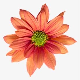 Click To Enlarge Image Bronze Daisy Orange Reagan - Artificial Flower, HD Png Download, Transparent PNG