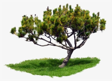 Transparent Pine Tree Png - Portable Network Graphics, Png Download, Transparent PNG