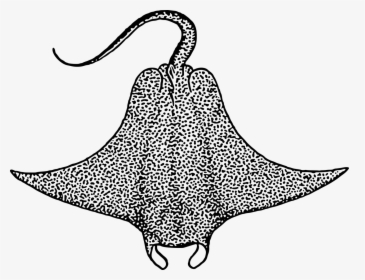 Stingray Black And White, HD Png Download, Transparent PNG