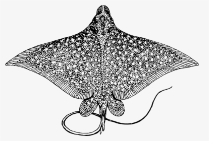 Spotted Eagle Ray Giant - Spotted Eagle Ray, HD Png Download, Transparent PNG