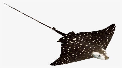 Spotted Eagle Ray , Png Download - Spotted Eagle Ray No Background, Transparent Png, Transparent PNG