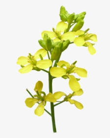 Flower, Mustard, Plant, Bloom - Mustard Flower Png, Transparent Png, Transparent PNG