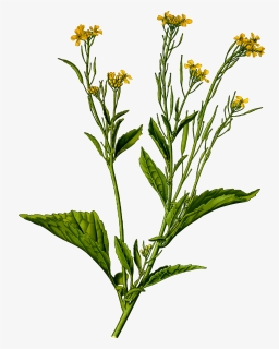Mustard Plant,plant,flower - Brassica Juncea Png, Transparent Png, Transparent PNG