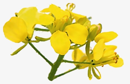 Bach Flowers Mustard Png, Transparent Png, Transparent PNG