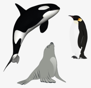 Killer Whale Cartoon Transparent, HD Png Download, Transparent PNG