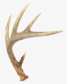 #deer #horns #freetoedit - Deer Antler Png, Transparent Png, Transparent PNG