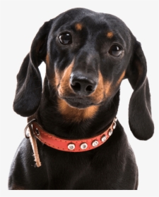 Dachshund Png - Dachshund Transparent, Png Download, Transparent PNG