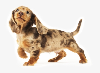 Dachshund Png - Long Haired Dachshund Transparent, Png Download, Transparent PNG