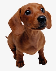 Transparent Dachshund Clipart - Puppies Dachshund Png, Png Download, Transparent PNG