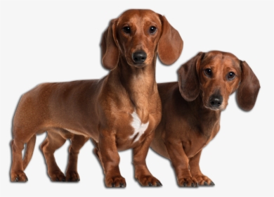 Dachshund Image - Basset Hound And Weiner Dog, HD Png Download, Transparent PNG