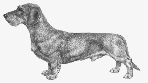 Wire Haired Dachshund Png, Transparent Png, Transparent PNG