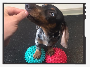 How To Exercise Your Dachshund - Dachshund, HD Png Download, Transparent PNG