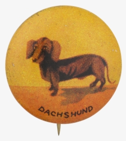 Dachshund Art Button Museum - Dachshund, HD Png Download, Transparent PNG