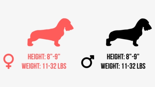 Golden Retrievers Size And Height, HD Png Download, Transparent PNG