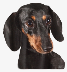 Cachorro Salsicha Preto, HD Png Download , Transparent Png Image - PNGitem