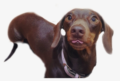 ##dachshund #blep #dog #dogsofpicsart #sausage #sausagedog - Companion Dog, HD Png Download, Transparent PNG