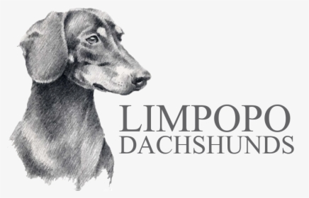 Limpopo Dachshunds - Drawing Of Dachshund, HD Png Download, Transparent PNG