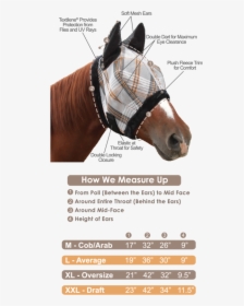 Transparent Horse Mask Png - Measure A Horse For A Fly Mask, Png Download, Transparent PNG