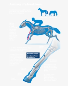 Stallion, HD Png Download, Transparent PNG