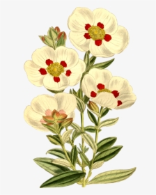 Transparent Clipart Plants And Flowers - Vintage Flower Stickers, HD Png Download, Transparent PNG