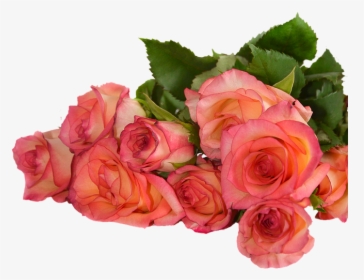 Rose, Flowers, Nature, Transparent Background - Rose Flowers Transparent Background, HD Png Download, Transparent PNG