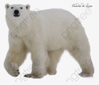 White Polar Bear Polar Bear Clipart Transparent Background - Polar Bear With No Background, HD Png Download, Transparent PNG