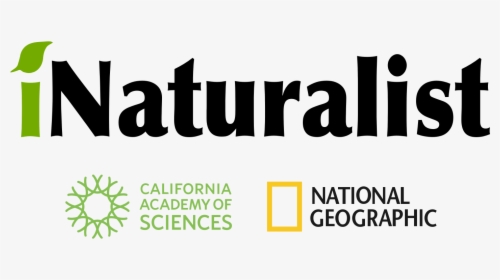 National Geographic Logo Png, Transparent Png, Transparent PNG