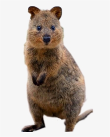 Groundhog - World's Happiest Animal, HD Png Download, Transparent PNG