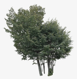 2d Trees - Tree, HD Png Download, Transparent PNG