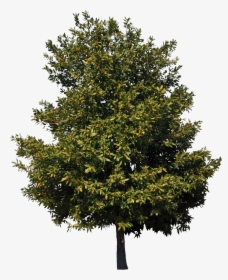 American Sycamore Tree Birch Cedar Clip Art - American Sycamore Tree Png, Transparent Png, Transparent PNG