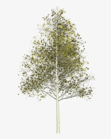 Silver Birch Tree Png, Transparent Png, Transparent PNG