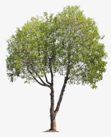 Birch Tree Landscape Architecture, HD Png Download, Transparent PNG