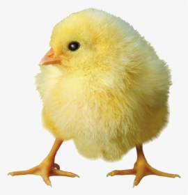 Yellow Chick Png Download - Baby Chick Transparent Background, Png Download, Transparent PNG