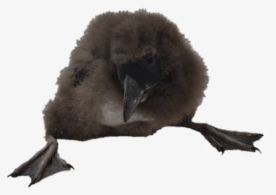 Puffin-chick - Puffin, HD Png Download, Transparent PNG