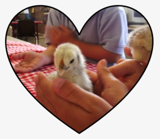 Transparent Baby Chick Png - Chicken, Png Download, Transparent PNG
