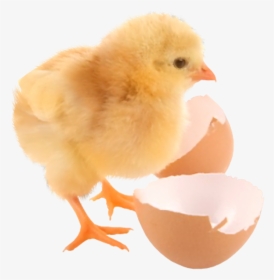 Baby Chicken And Egg Png, Transparent Png, Transparent PNG