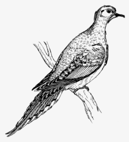 Mourning Dove Drawing, HD Png Download, Transparent PNG