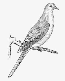 Mourning Dove Clipart Black And White, HD Png Download, Transparent PNG