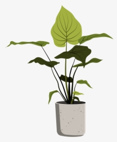 Plants In Pots Sketch, HD Png Download, Transparent PNG