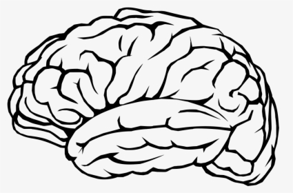 Human Brain Cognitive Training Neuron Clip Art - Brain Outline Transparent Background, HD Png Download, Transparent PNG