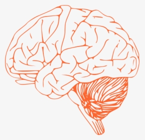 Brain Clipart Png - Outline Of Human Brain, Transparent Png, Transparent PNG