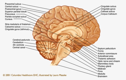 Sagittal Section Of Brain, HD Png Download, Transparent PNG