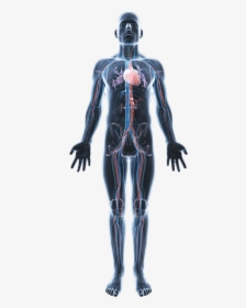 Body Png Hd - Human Body Anatomy Png, Transparent Png, Transparent PNG