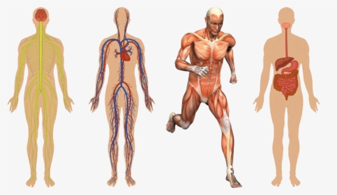 01 Body Structures - Human Body Systems Png, Transparent Png, Transparent PNG