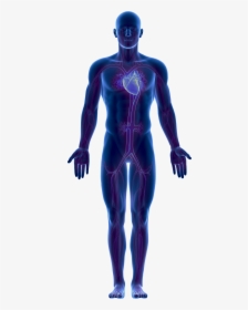 Transparent Png Body - Full Human Body Png, Png Download, Transparent PNG